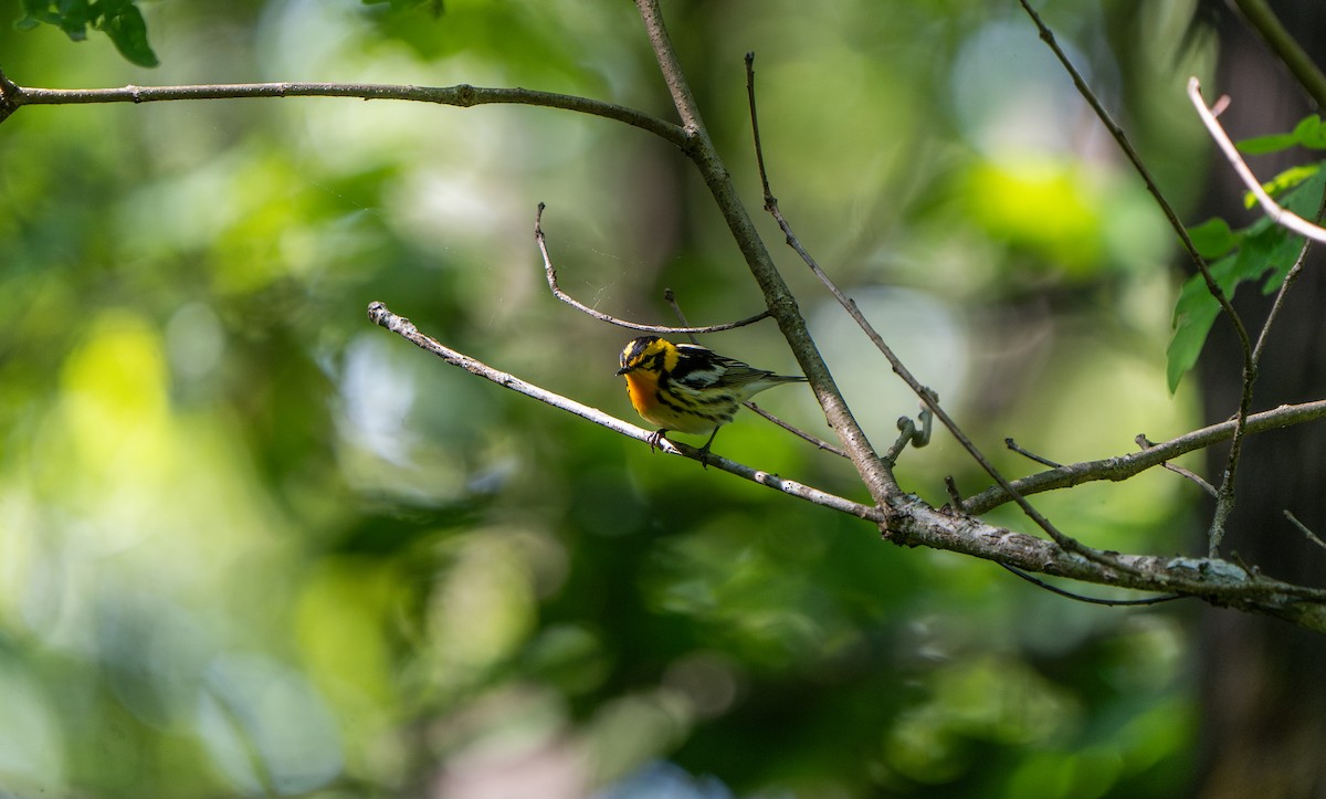 Blackburnian Warbler - ML579210151