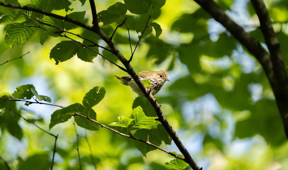 Ovenbird - ML579210361