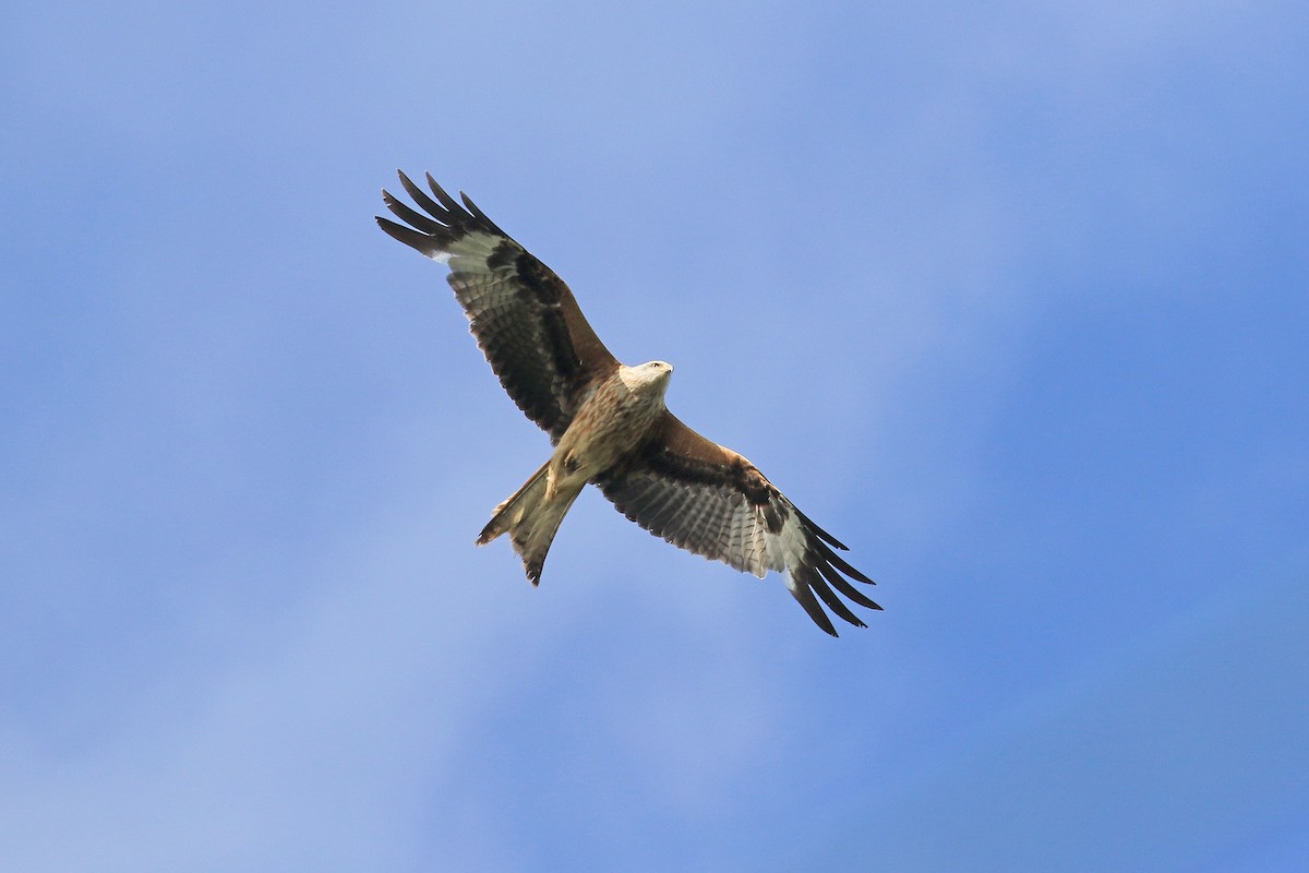 Red Kite - Ray Scally