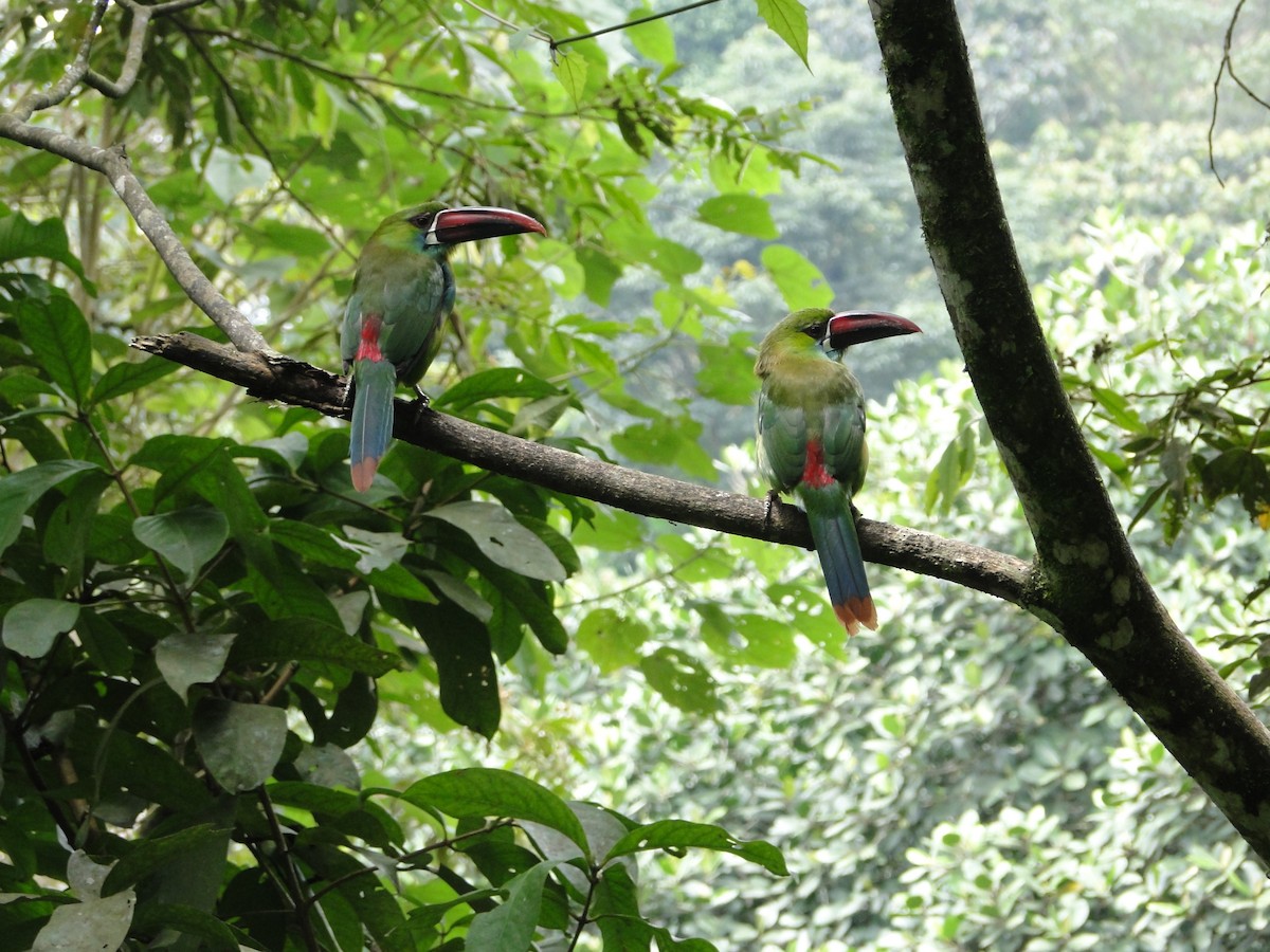 Crimson-rumped Toucanet - ML57921081