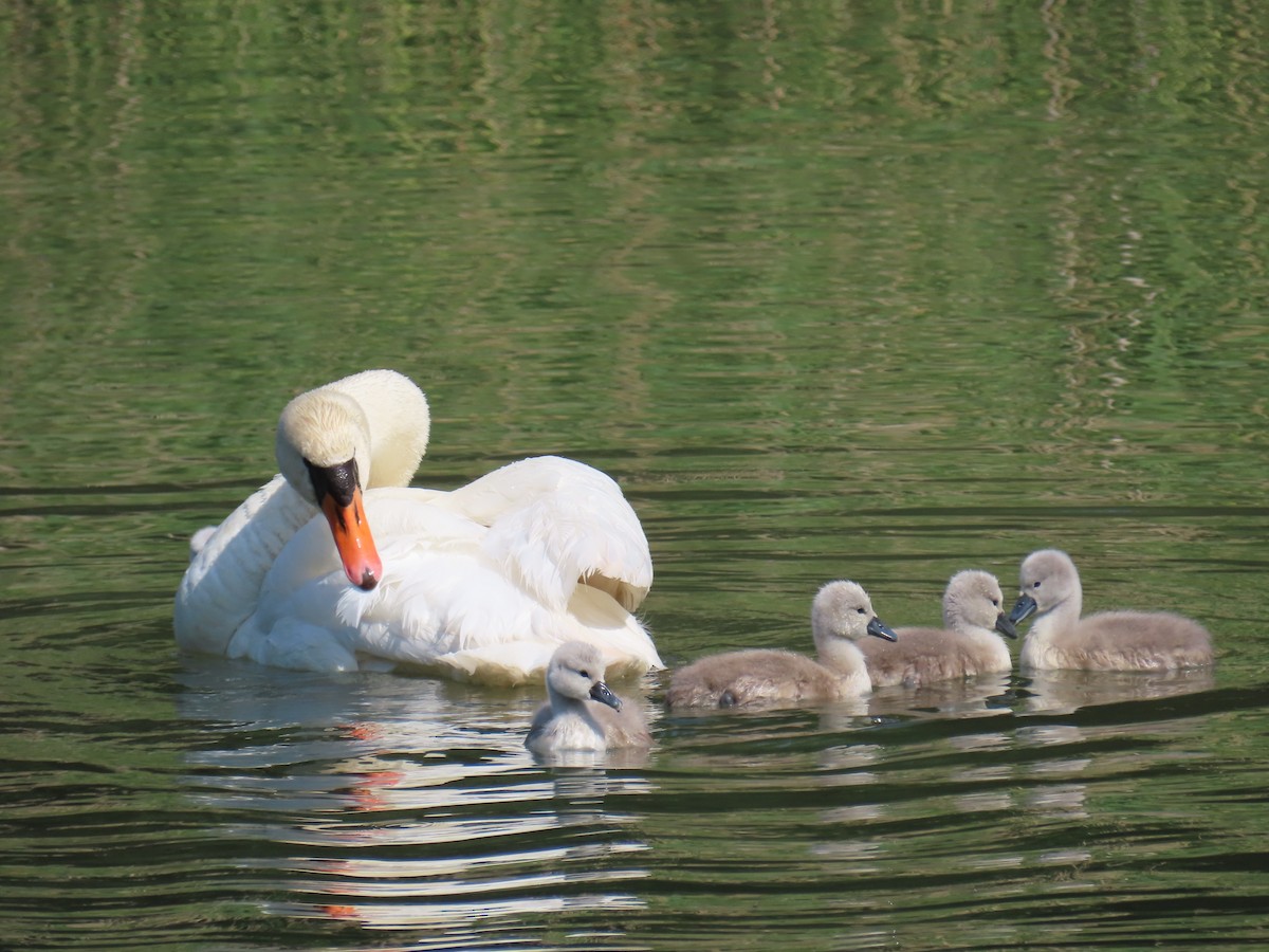 Mute Swan - Elizabeth Ferber