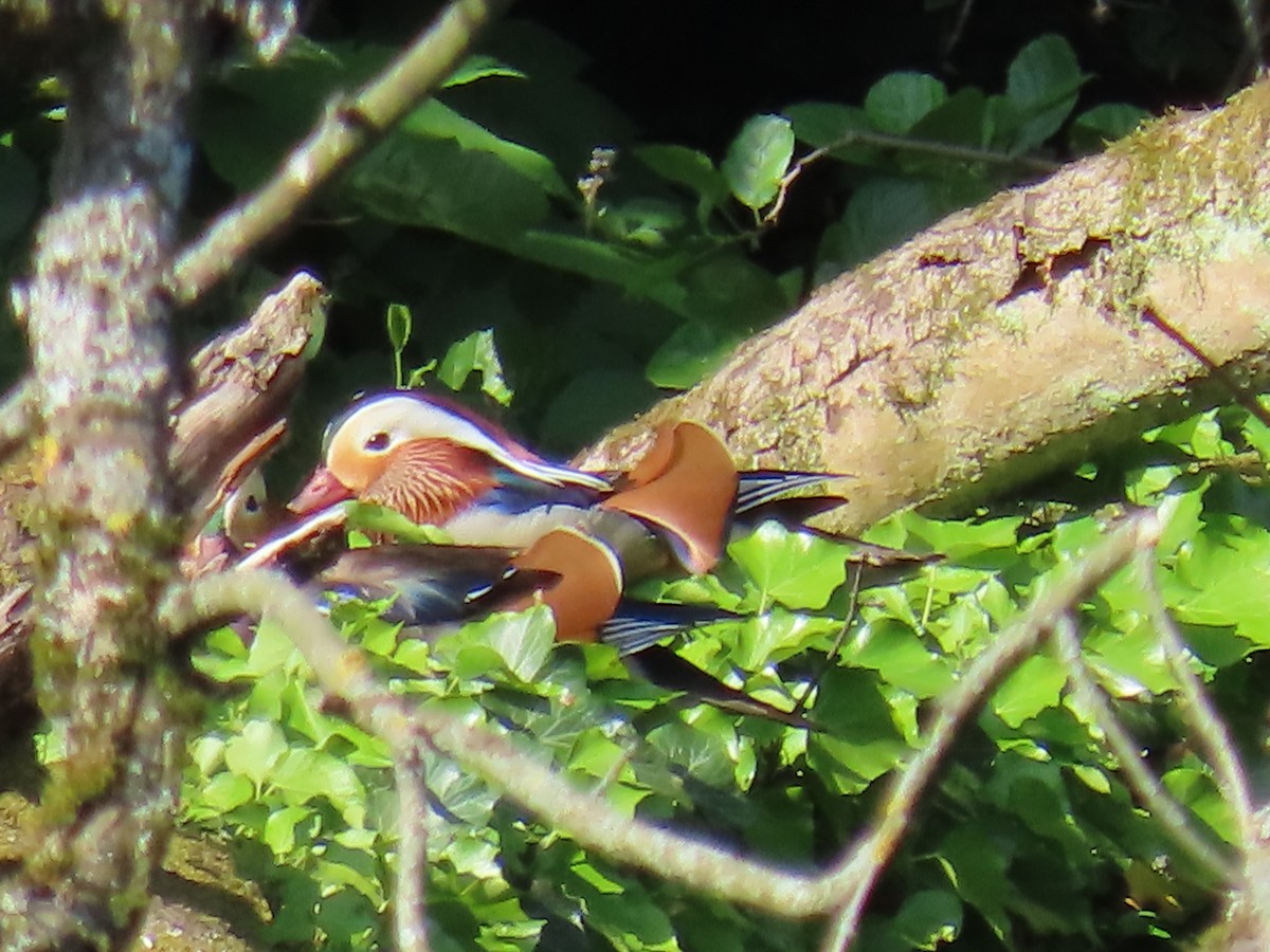 Mandarin Duck - ML579211041