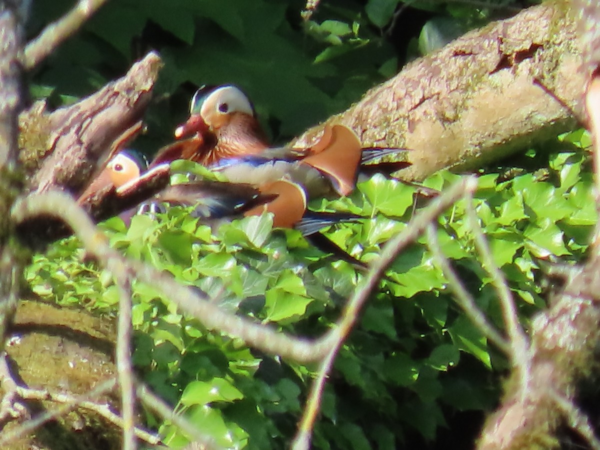 Mandarin Duck - ML579211051