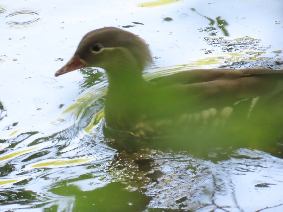 Mandarin Duck - Elizabeth Ferber