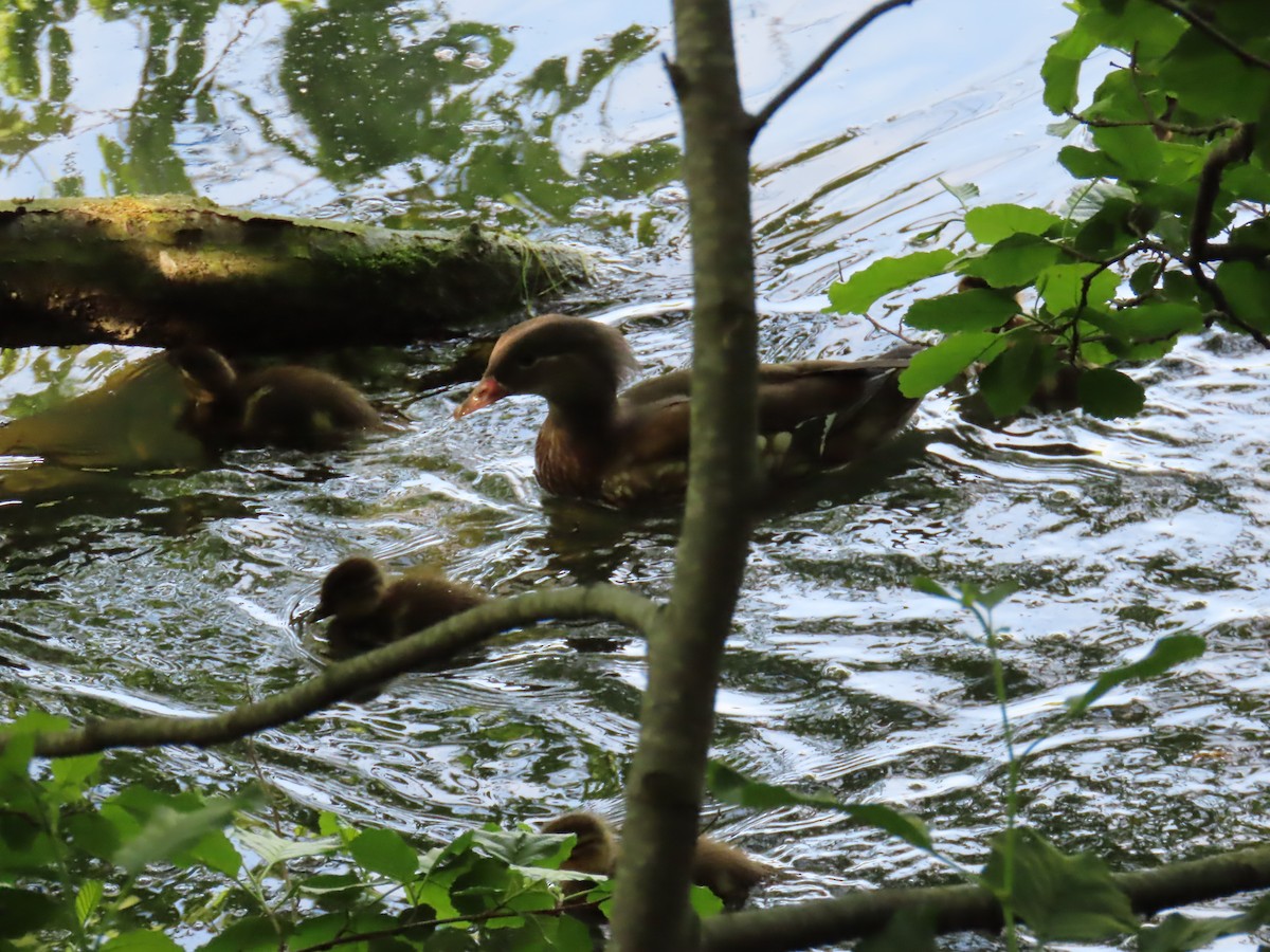 Mandarin Duck - Elizabeth Ferber