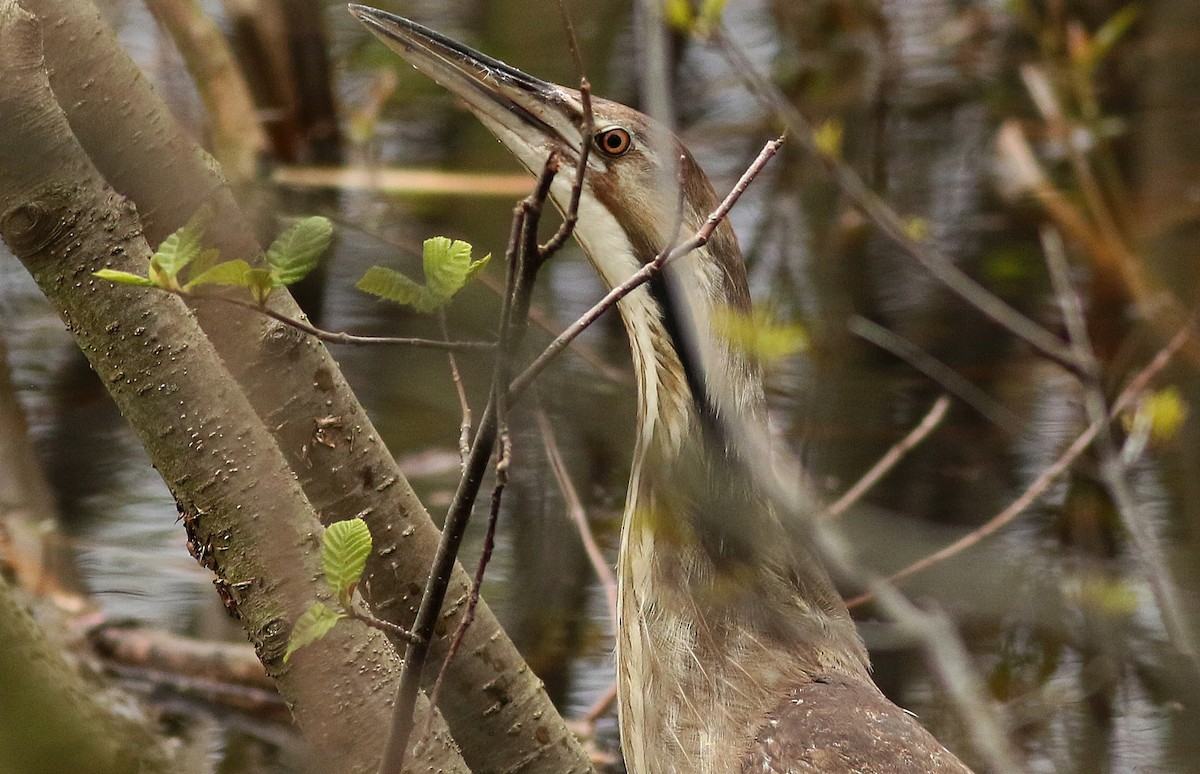 American Bittern - ML57921121