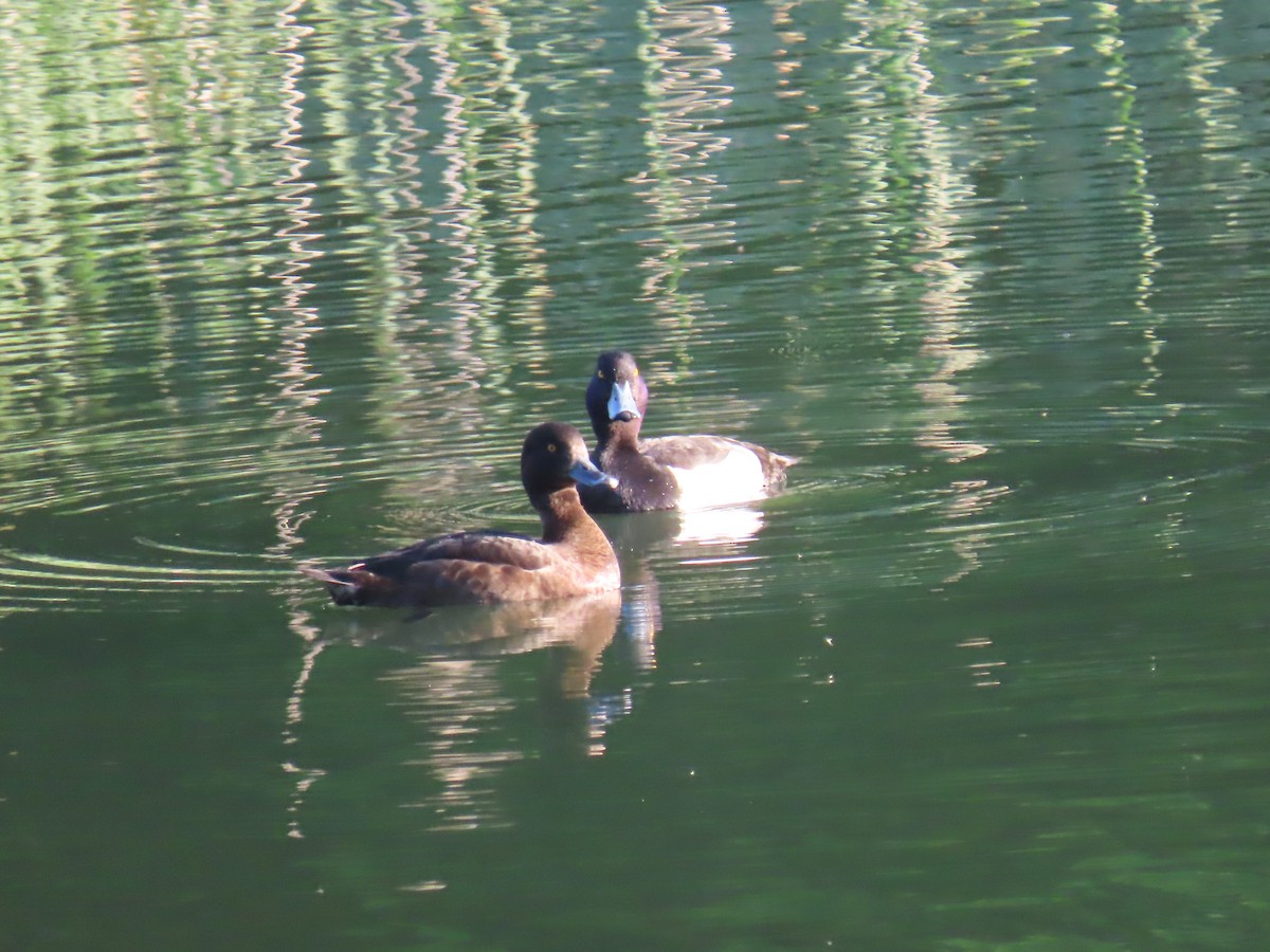 Tufted Duck - ML579211511