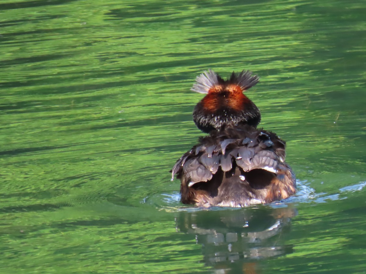 Great Crested Grebe - Elizabeth Ferber