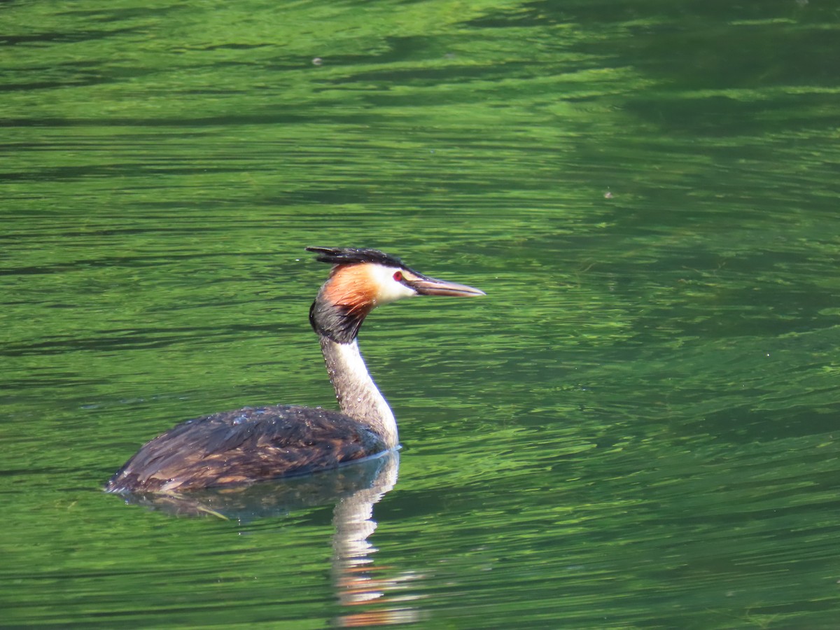 Great Crested Grebe - Elizabeth Ferber