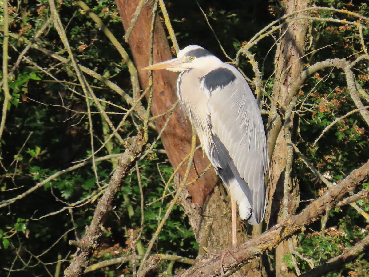 Gray Heron - ML579211791