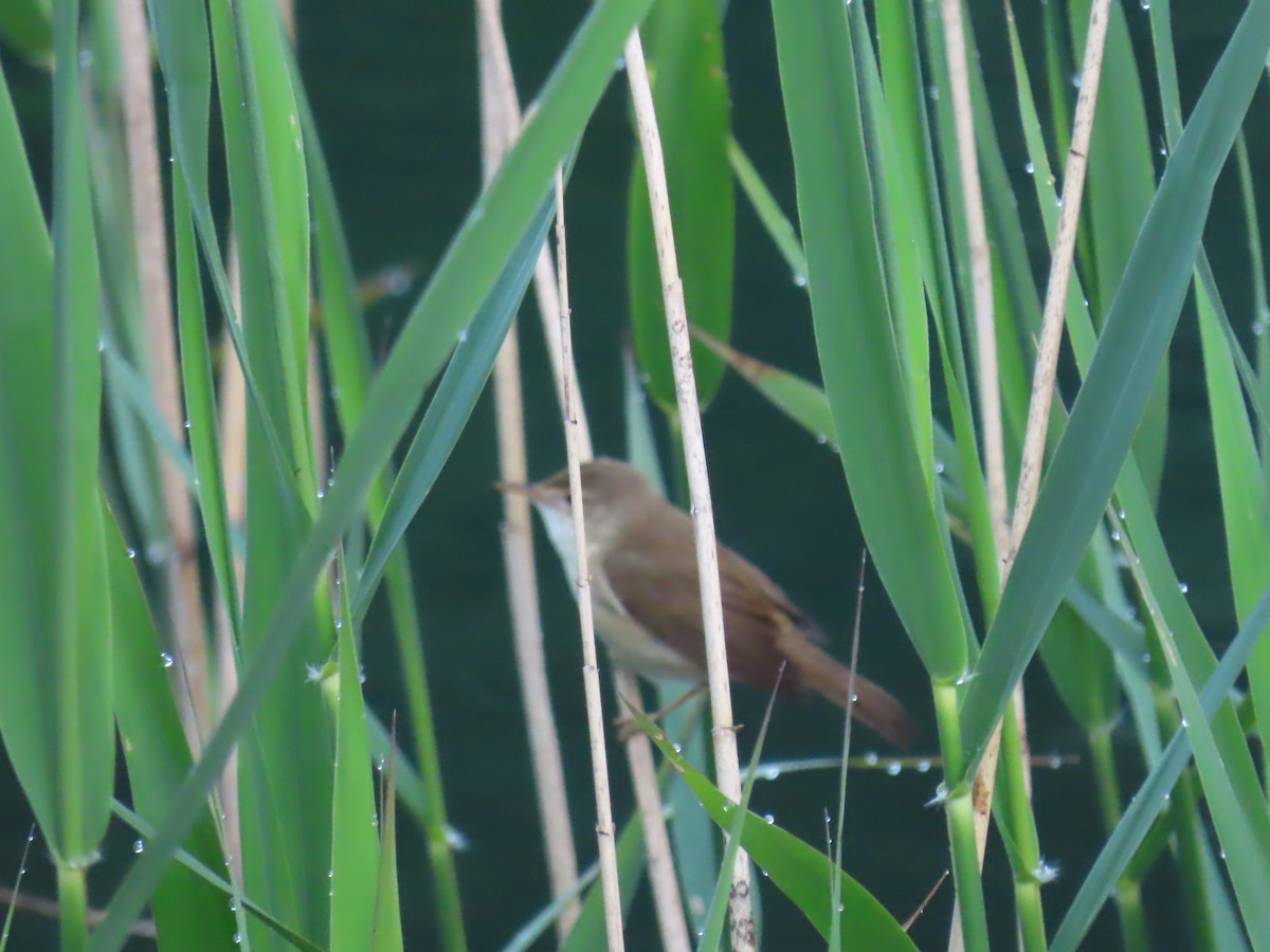 Common Reed Warbler - Elizabeth Ferber