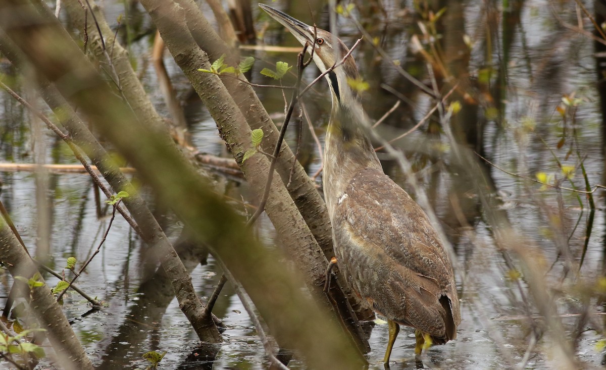 American Bittern - ML57921241