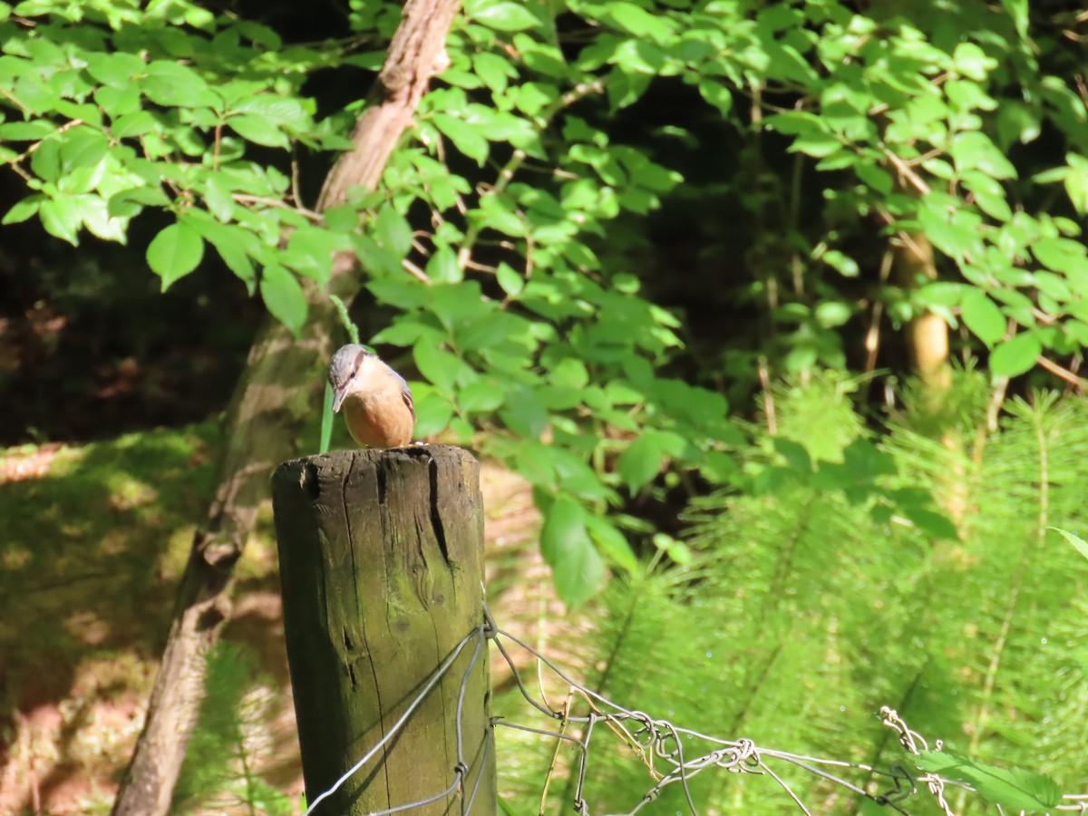 Eurasian Nuthatch - ML579212501