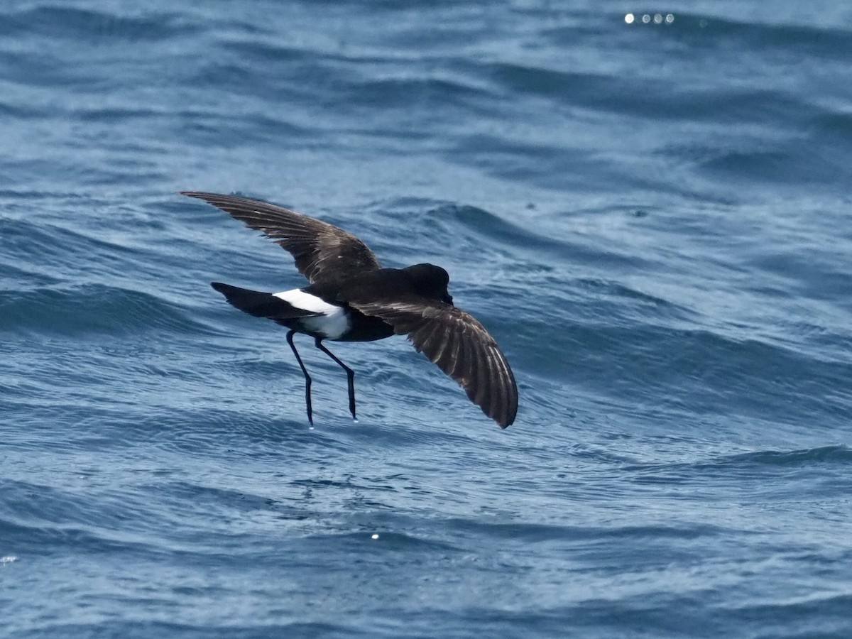 Wilson's Storm-Petrel - Yve Morrell