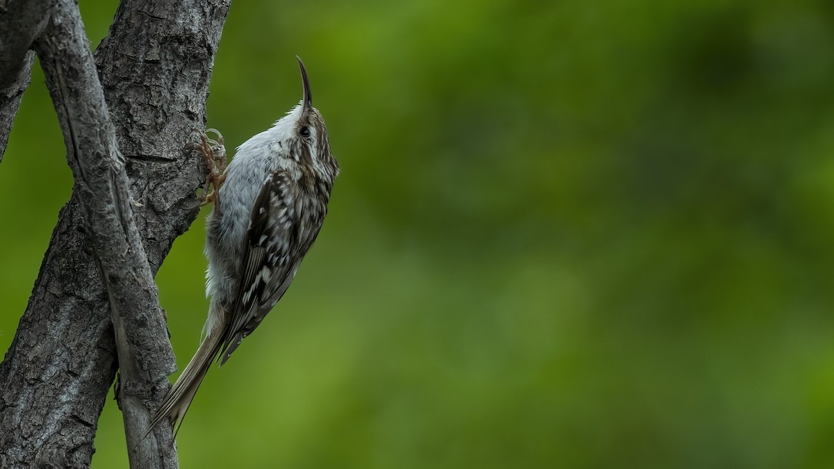 Short-toed Treecreeper - ML579212771