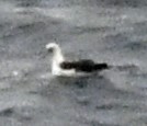 Laysan Albatross - ML579212911