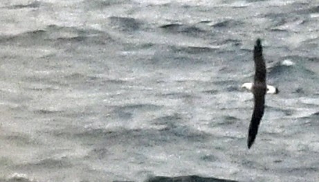 Laysan Albatross - ML579212941