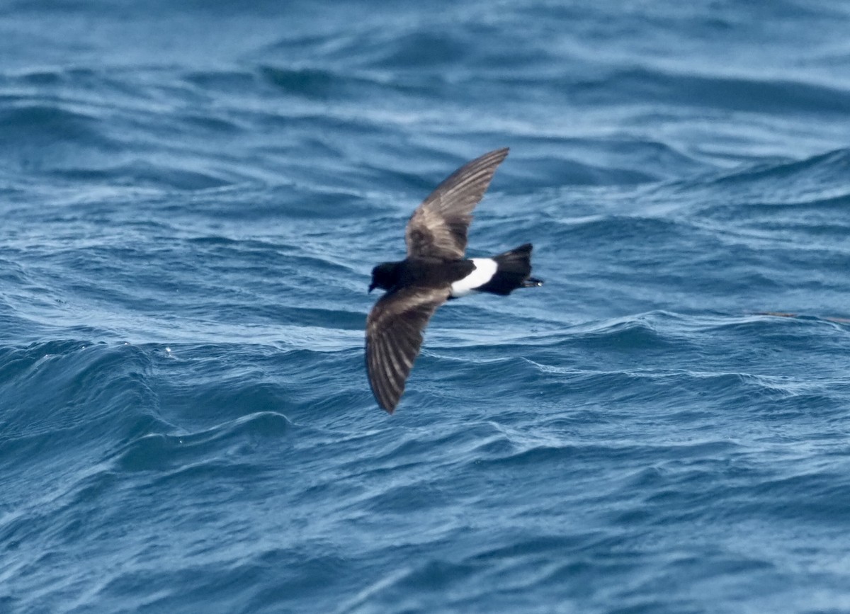 Wilson's Storm-Petrel - Yve Morrell