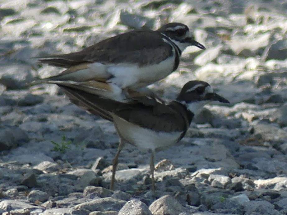 Killdeer - ML579213501