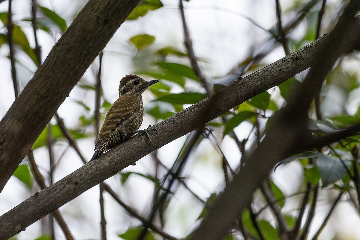 White-spotted Woodpecker - ML579213901