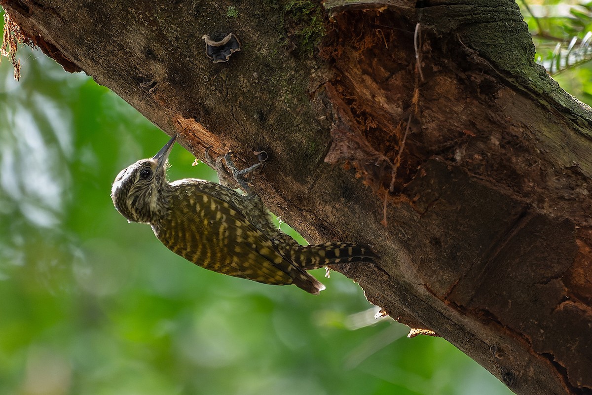 White-spotted Woodpecker - ML579214011