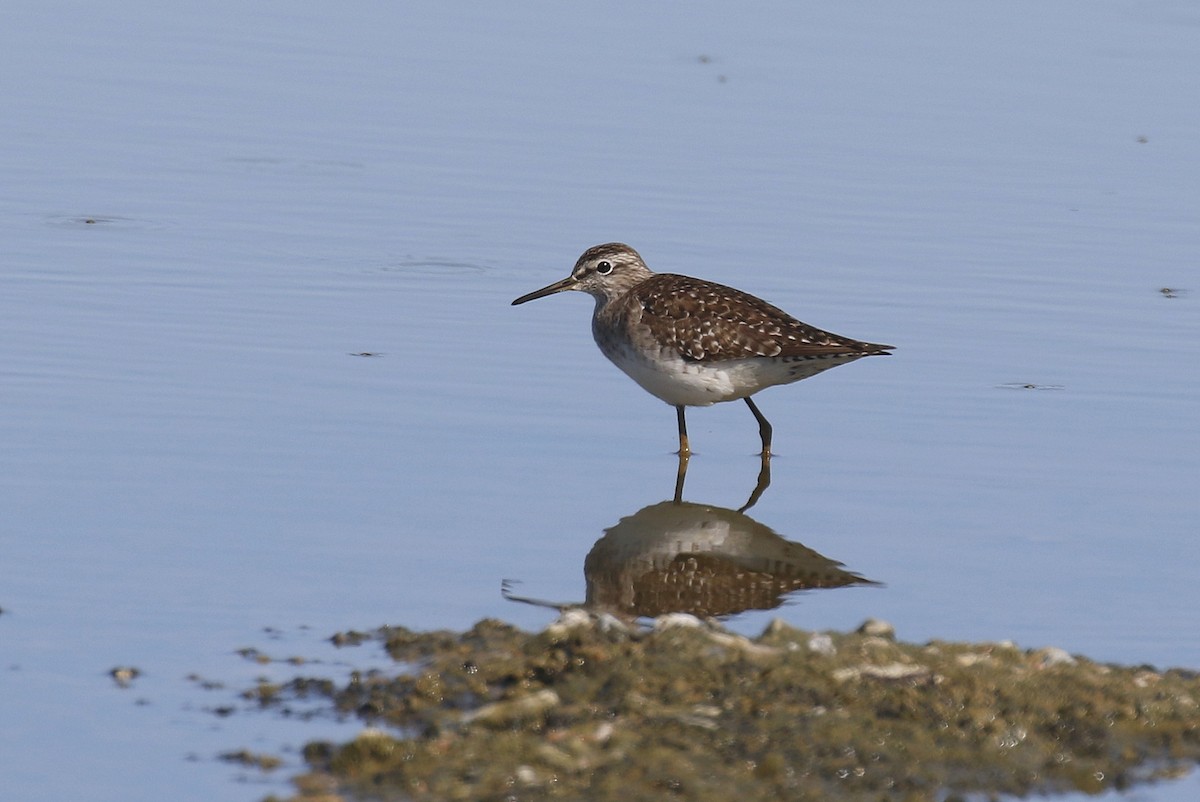 Wood Sandpiper - Chris Kehoe