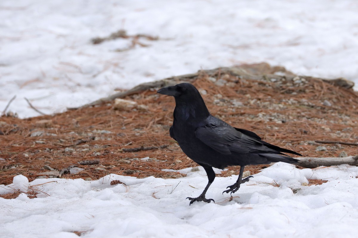 Common Raven - Cindy Krasniewicz