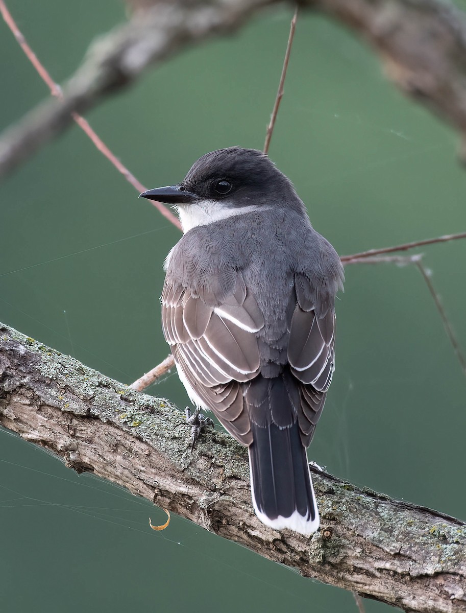 Eastern Kingbird - ML579216811