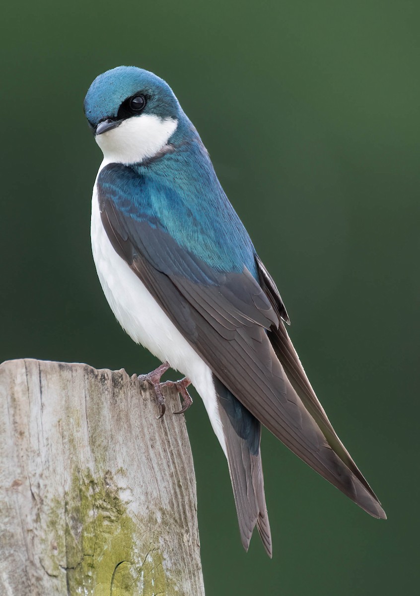 Tree Swallow - ML579217021