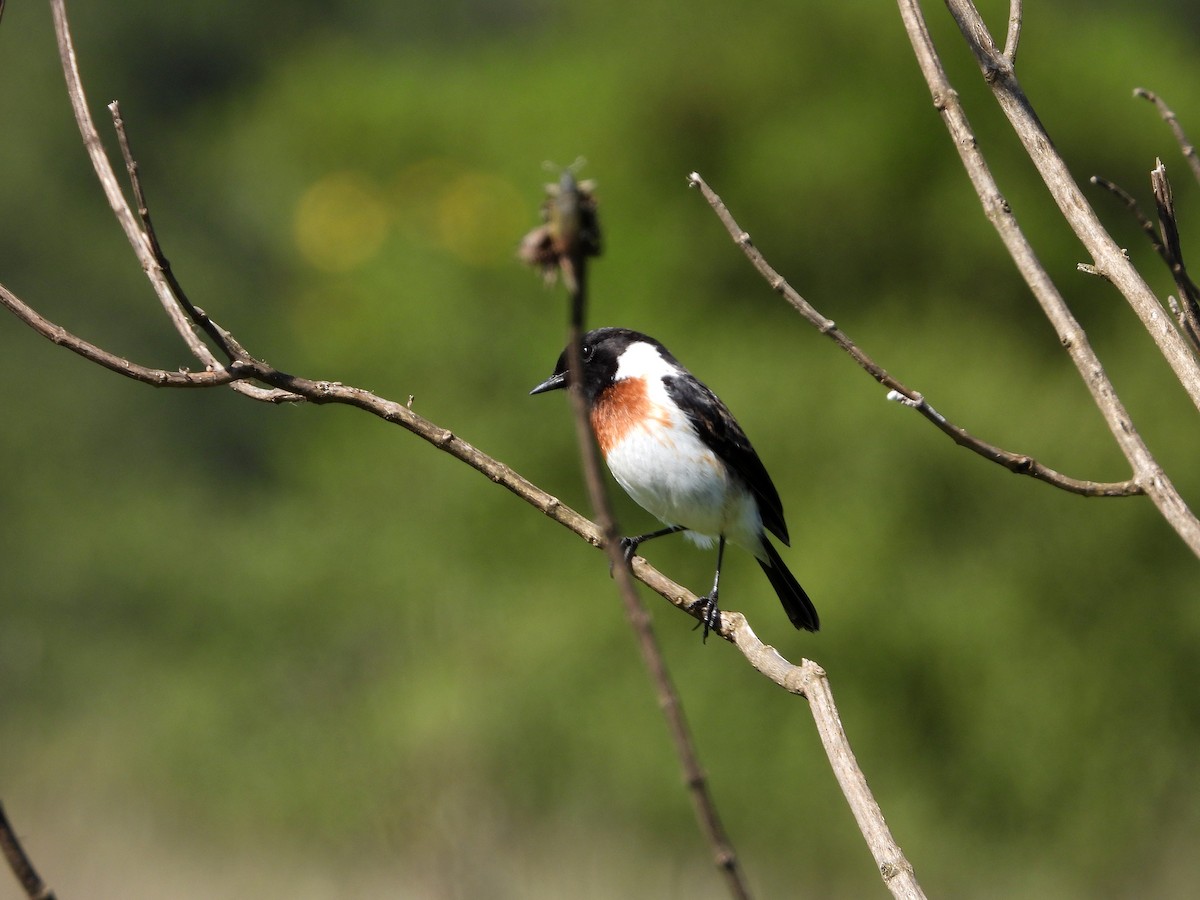 African Stonechat - ML579217101