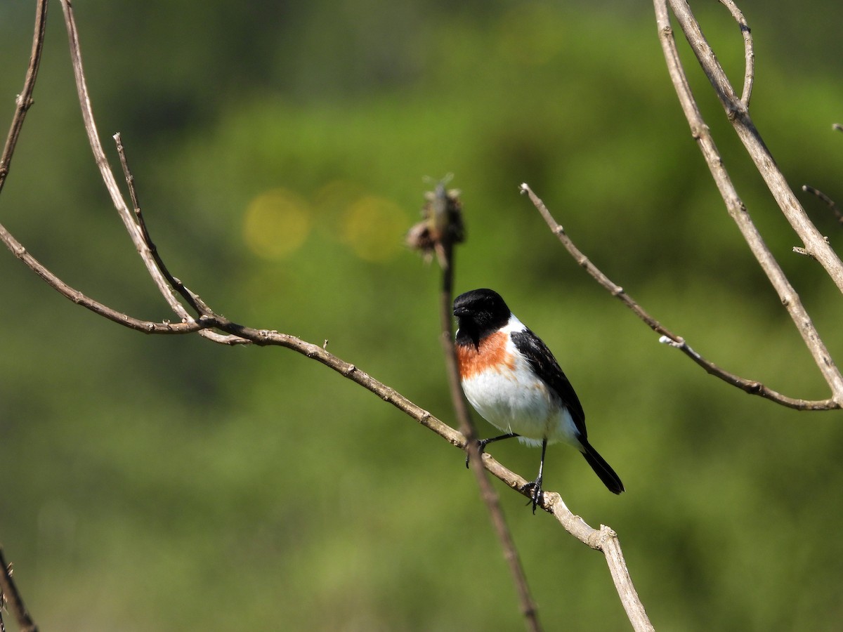 African Stonechat - ML579217111