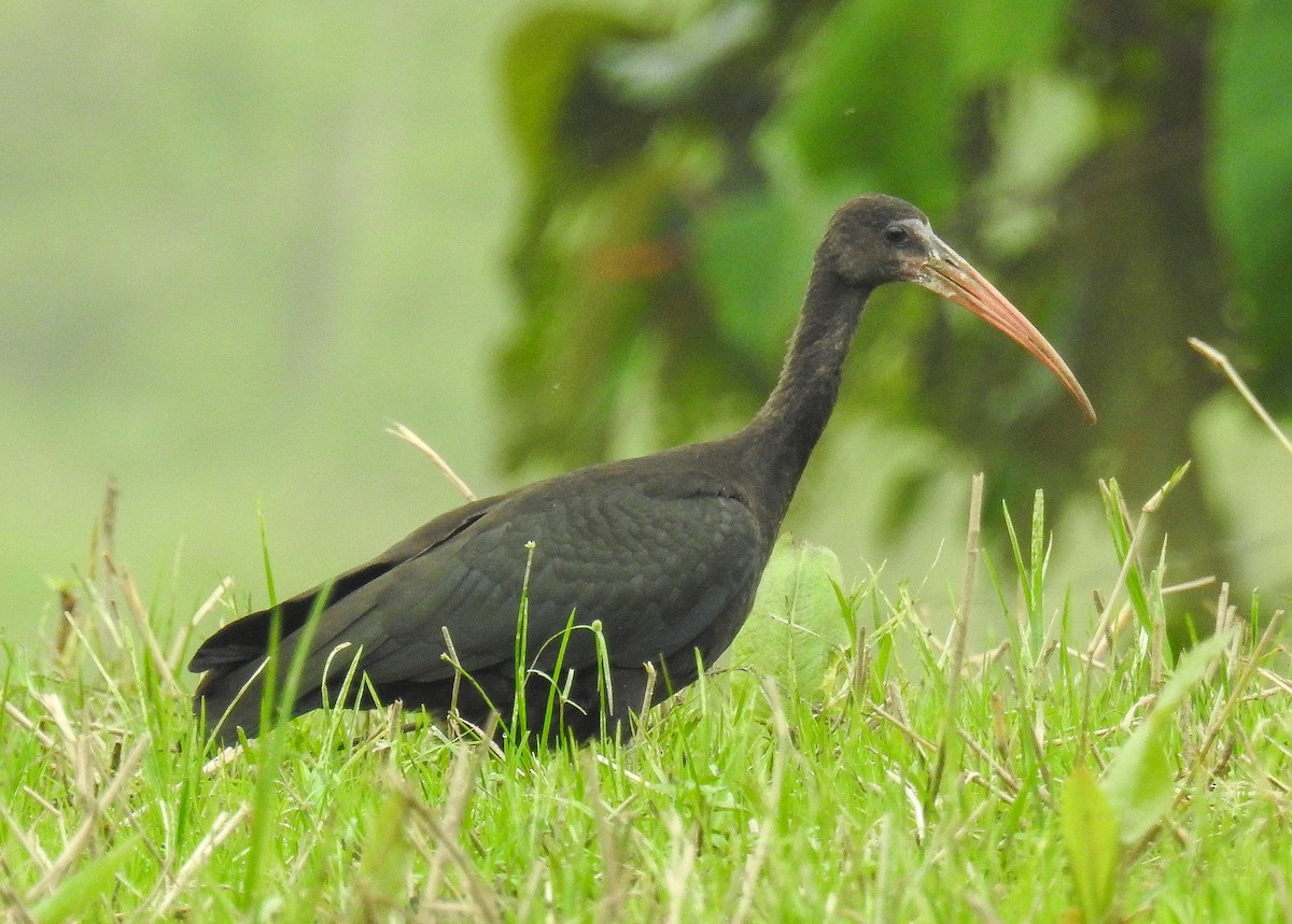 Bare-faced Ibis - ML57921721