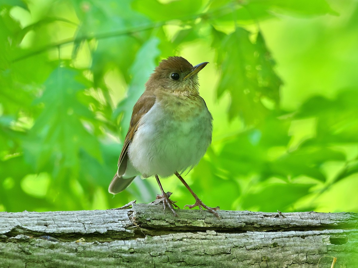 Veery - Gavin Edmondstone