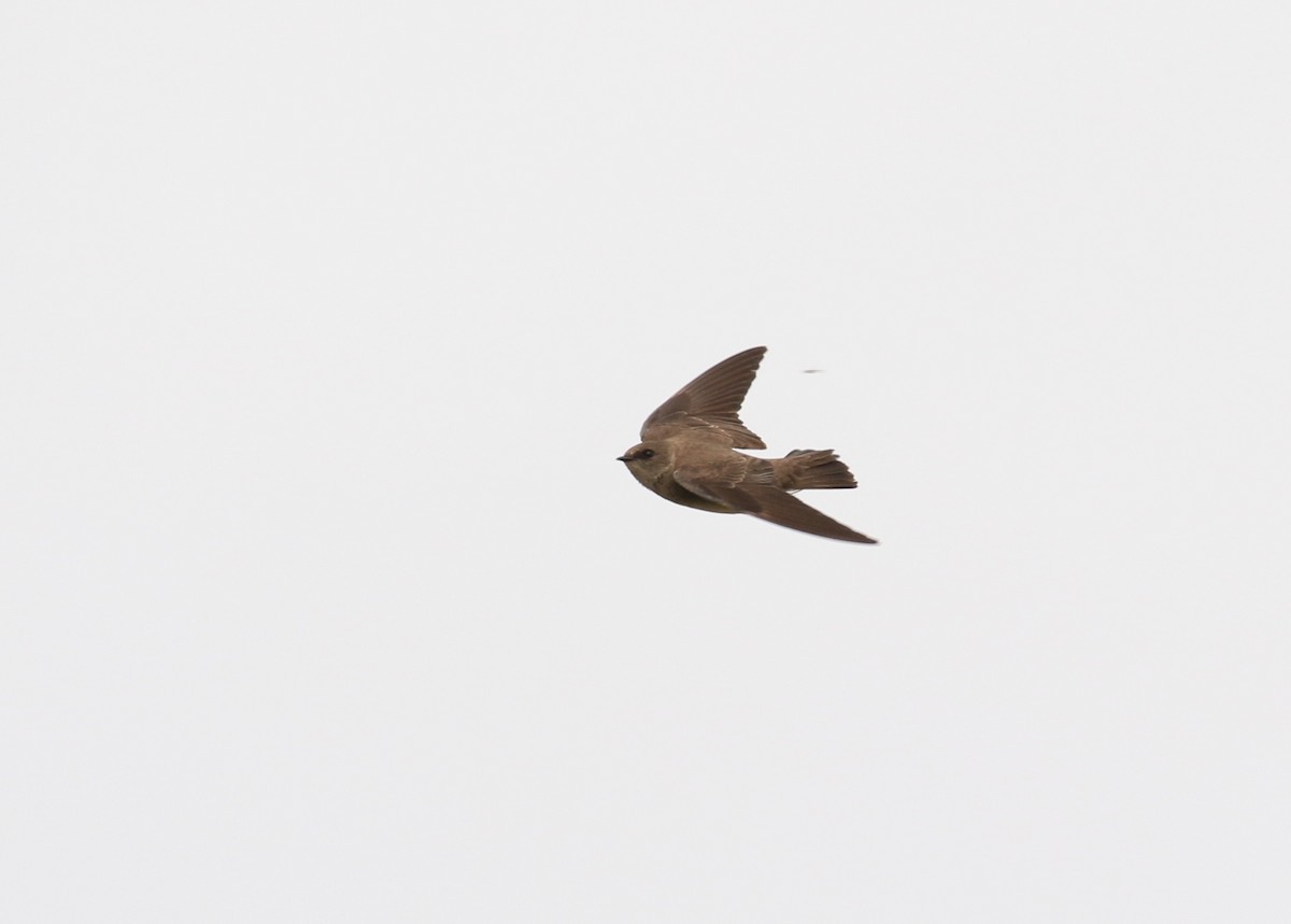 Northern Rough-winged Swallow - ML57921851