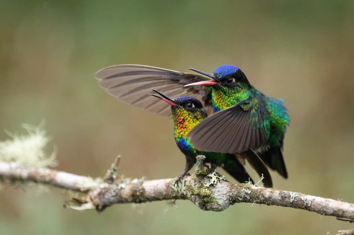 Fiery-throated Hummingbird - ML579218581