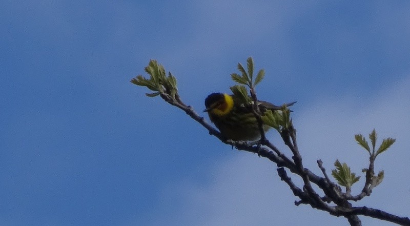 Cape May Warbler - ML57921871