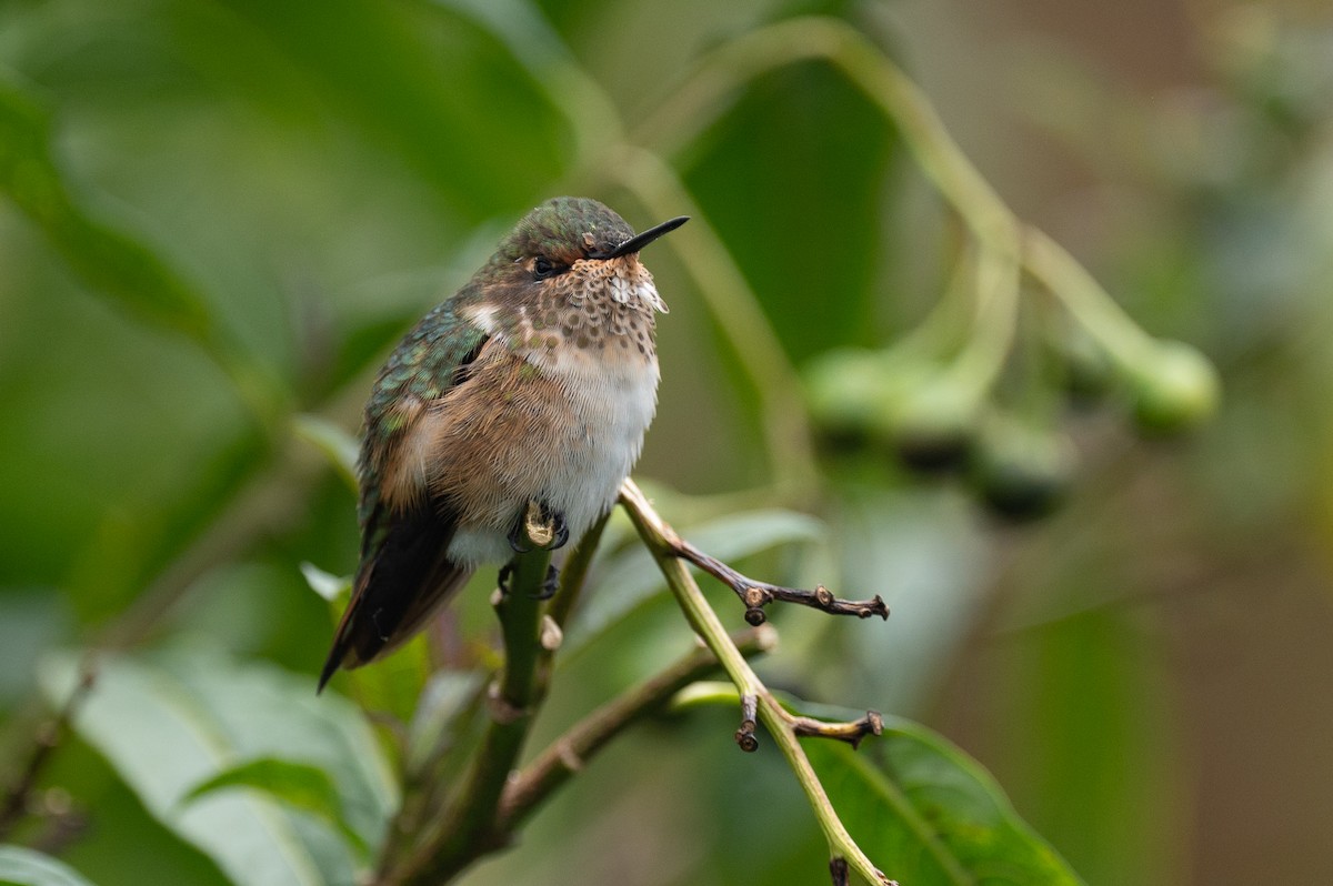 Volcano Hummingbird - ML579218721