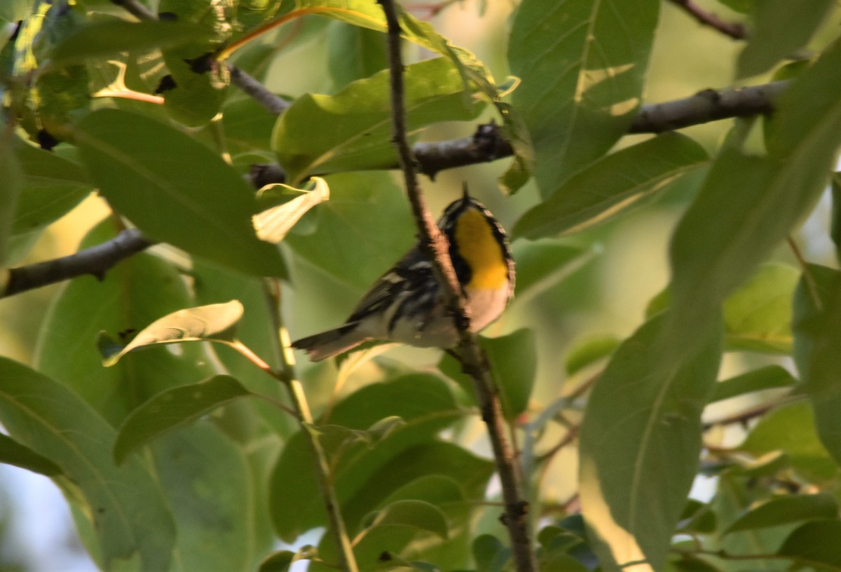 Yellow-throated Warbler - ML579219281