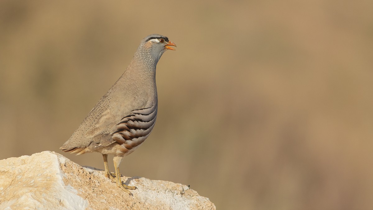 koroptev pouštní - ML579219431