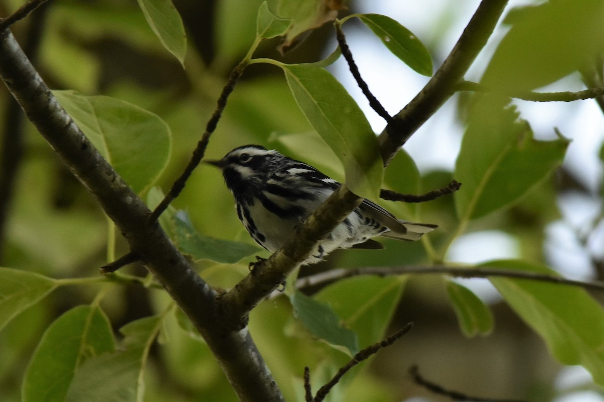 Black-and-white Warbler - ML579221741