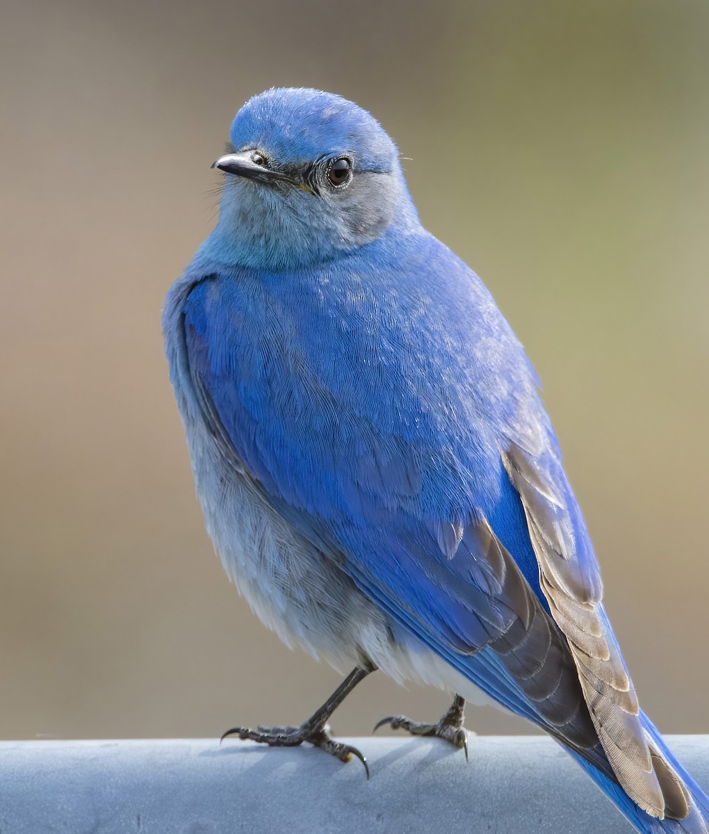 Mountain Bluebird - ML579222001