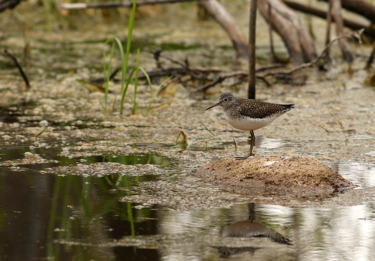 eBird Checklist - 13 May 2017 - Appleton Farms (TTOR) - 19 species