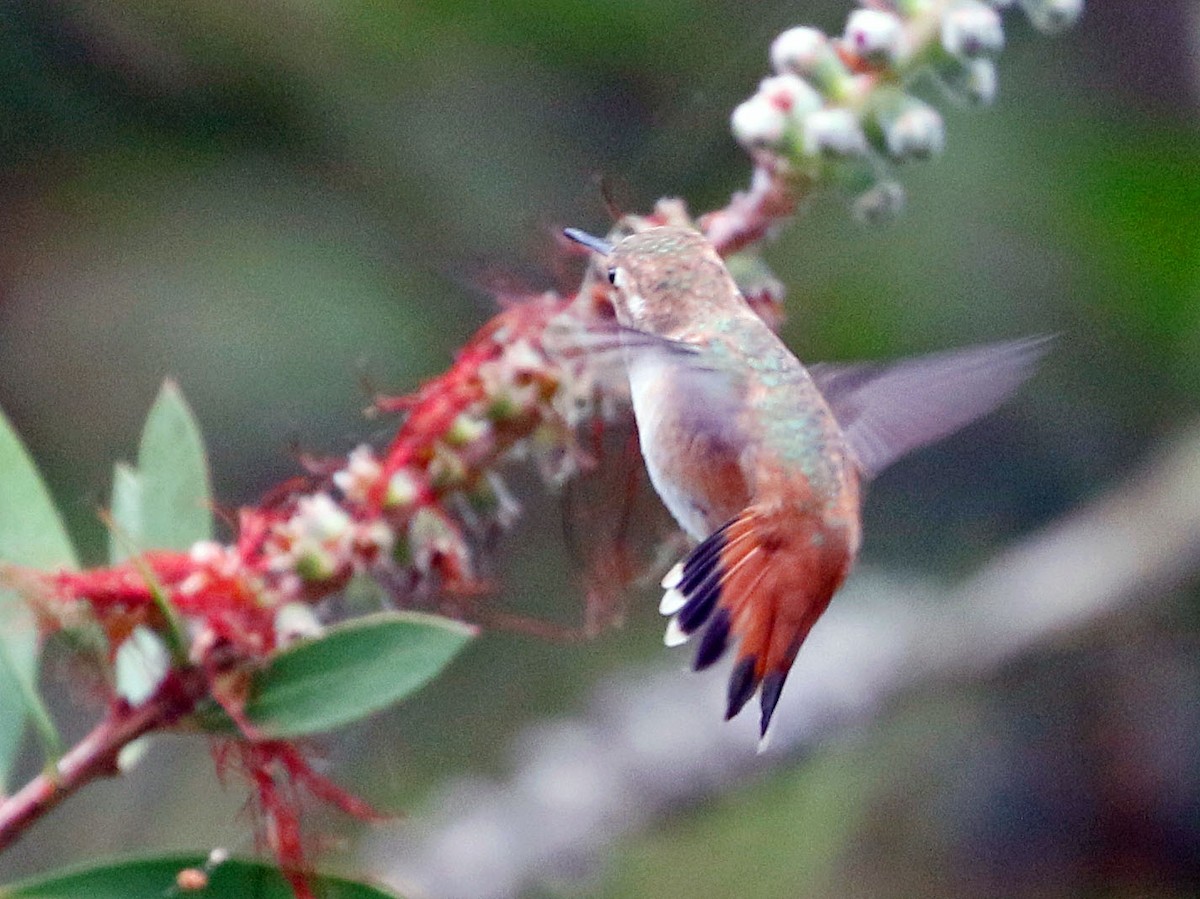 Allen's Hummingbird - Don Roberson