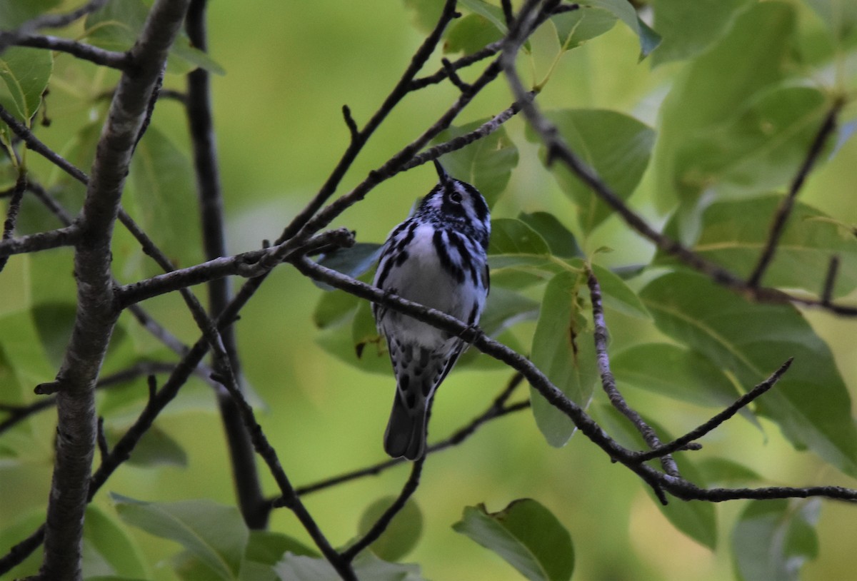 Black-and-white Warbler - ML579223181