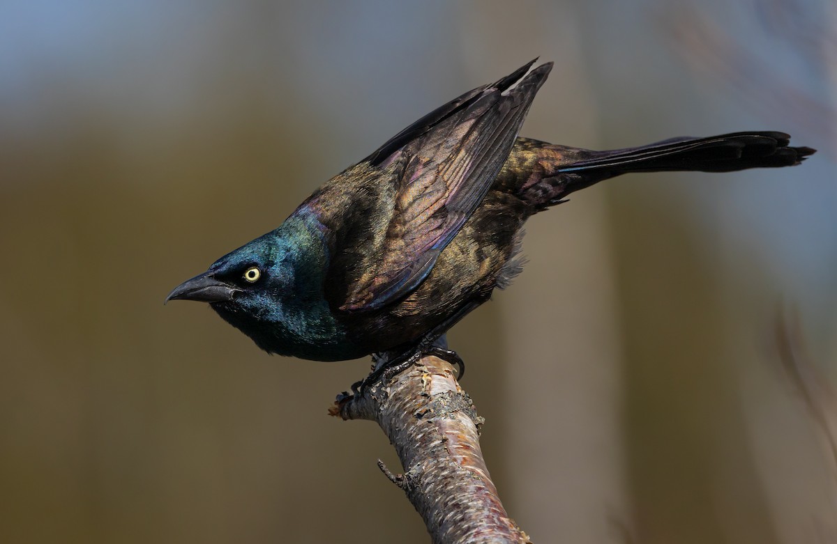 Common Grackle - Travis Maher