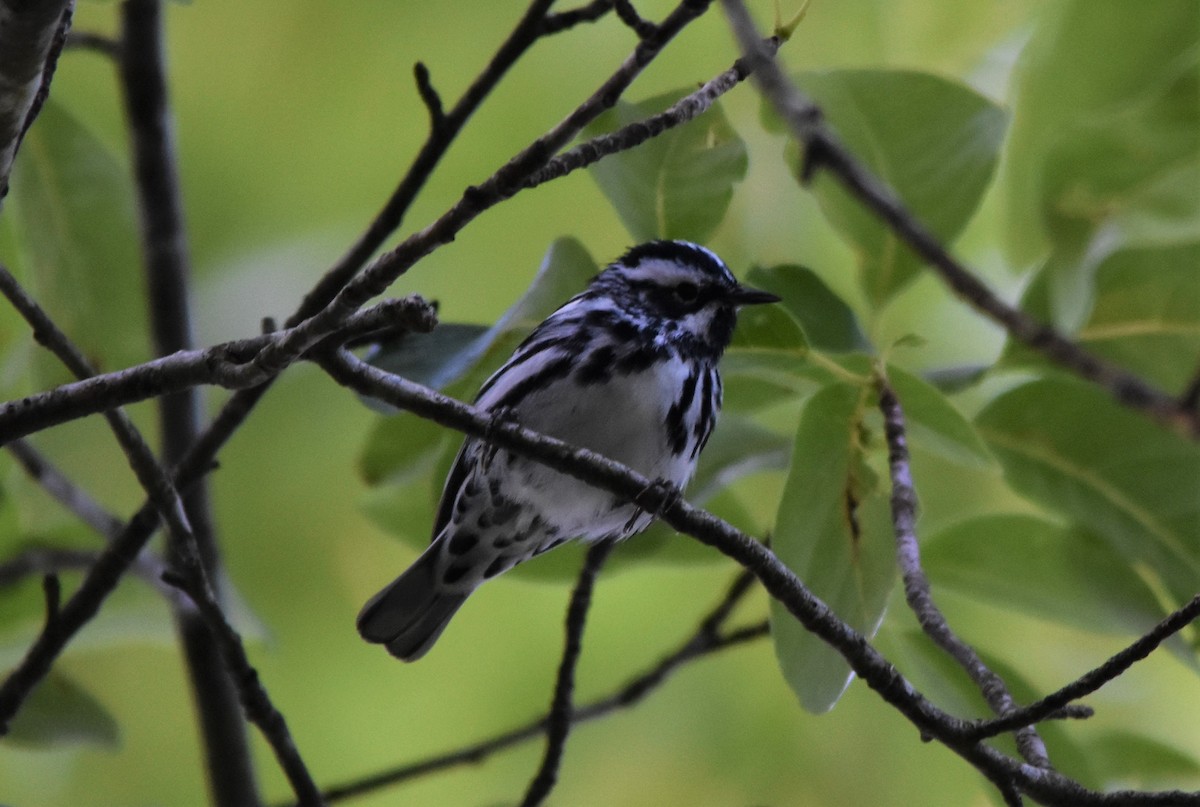 Black-and-white Warbler - ML579223631
