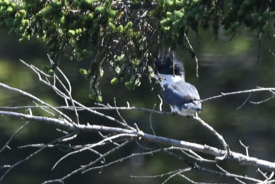 Martin-pêcheur d'Amérique - ML579223781