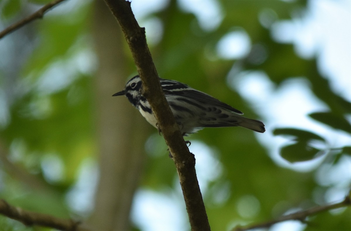 Black-and-white Warbler - ML579223971