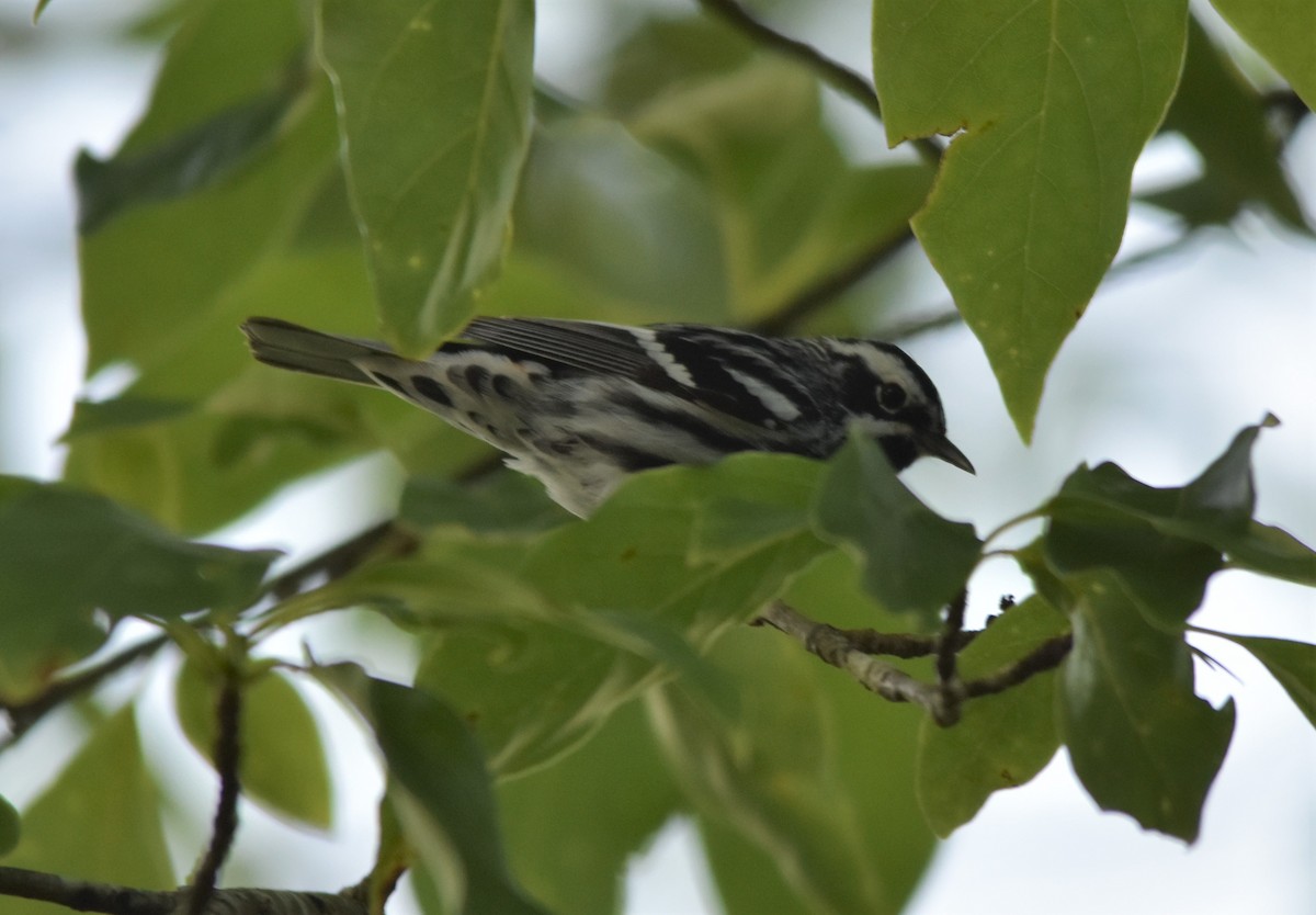 Black-and-white Warbler - ML579224201