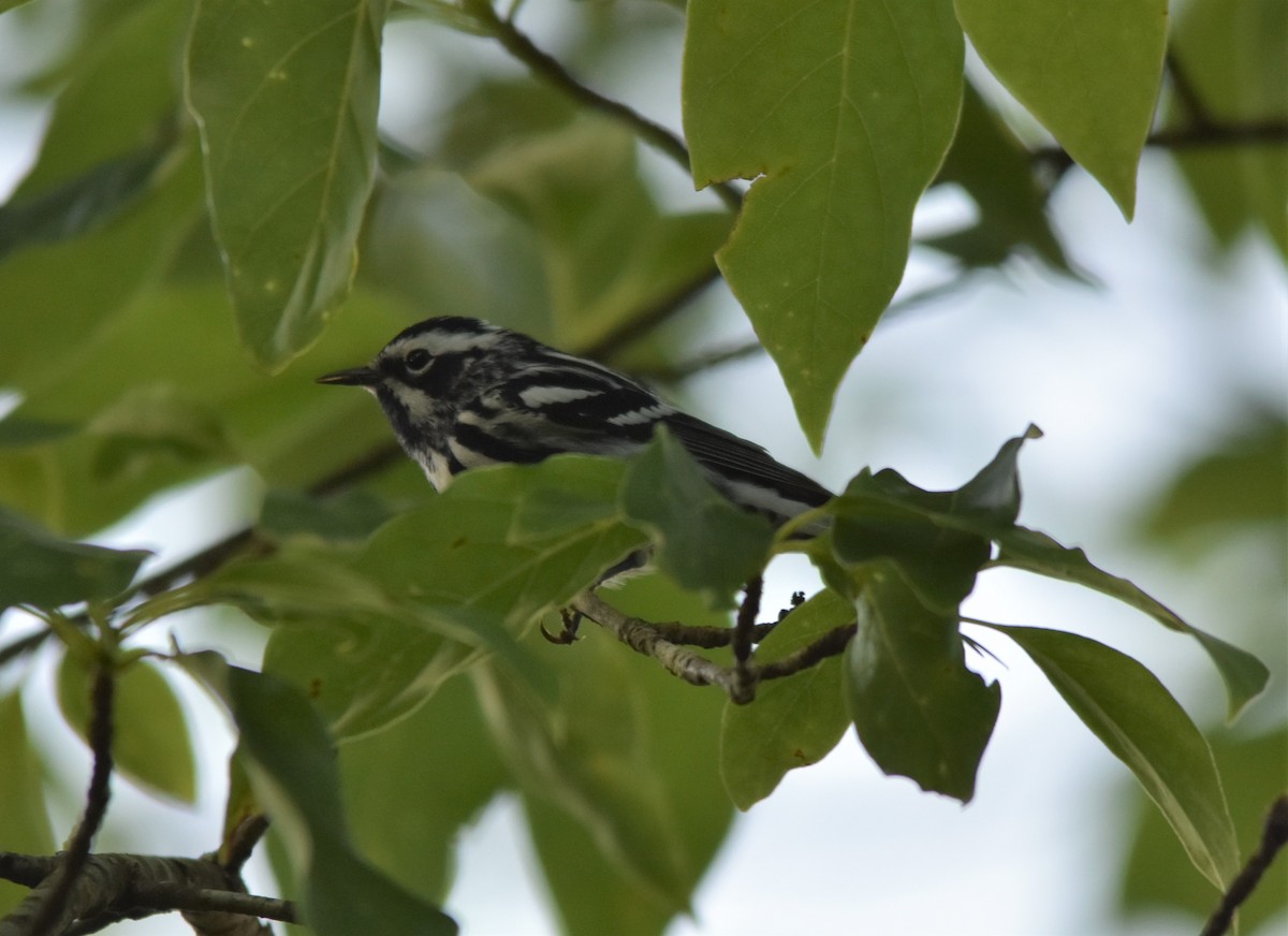 Black-and-white Warbler - ML579224651
